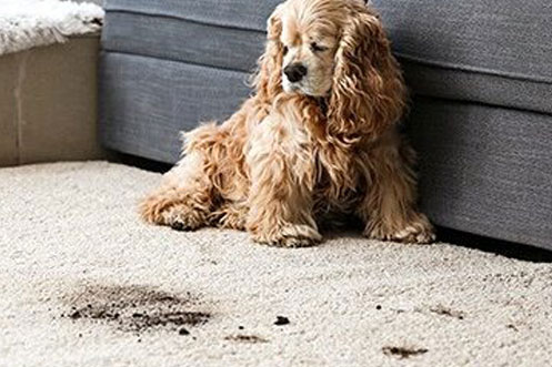 Puppy sitting on area rug | Ronnie's Carpets & Flooring