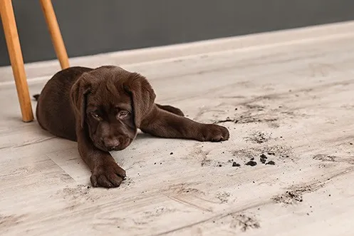 VinylDryMesses Dry messes | Ronnie's Carpets & Flooring