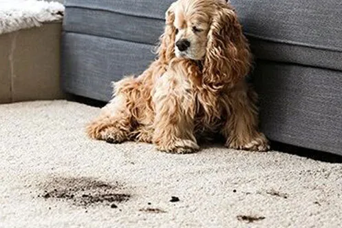rugs-img Area Rugs Stain | Ronnie's Carpets & Flooring